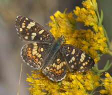 Image of Phyciodes pulchella