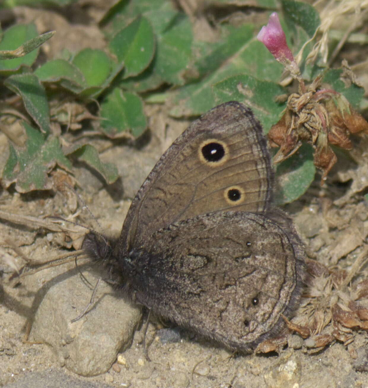 Image of Small Wood Nymph