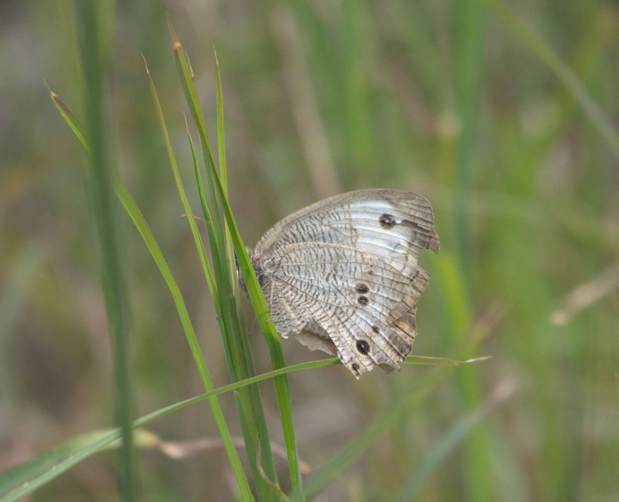 Image of Common Wood Nymph