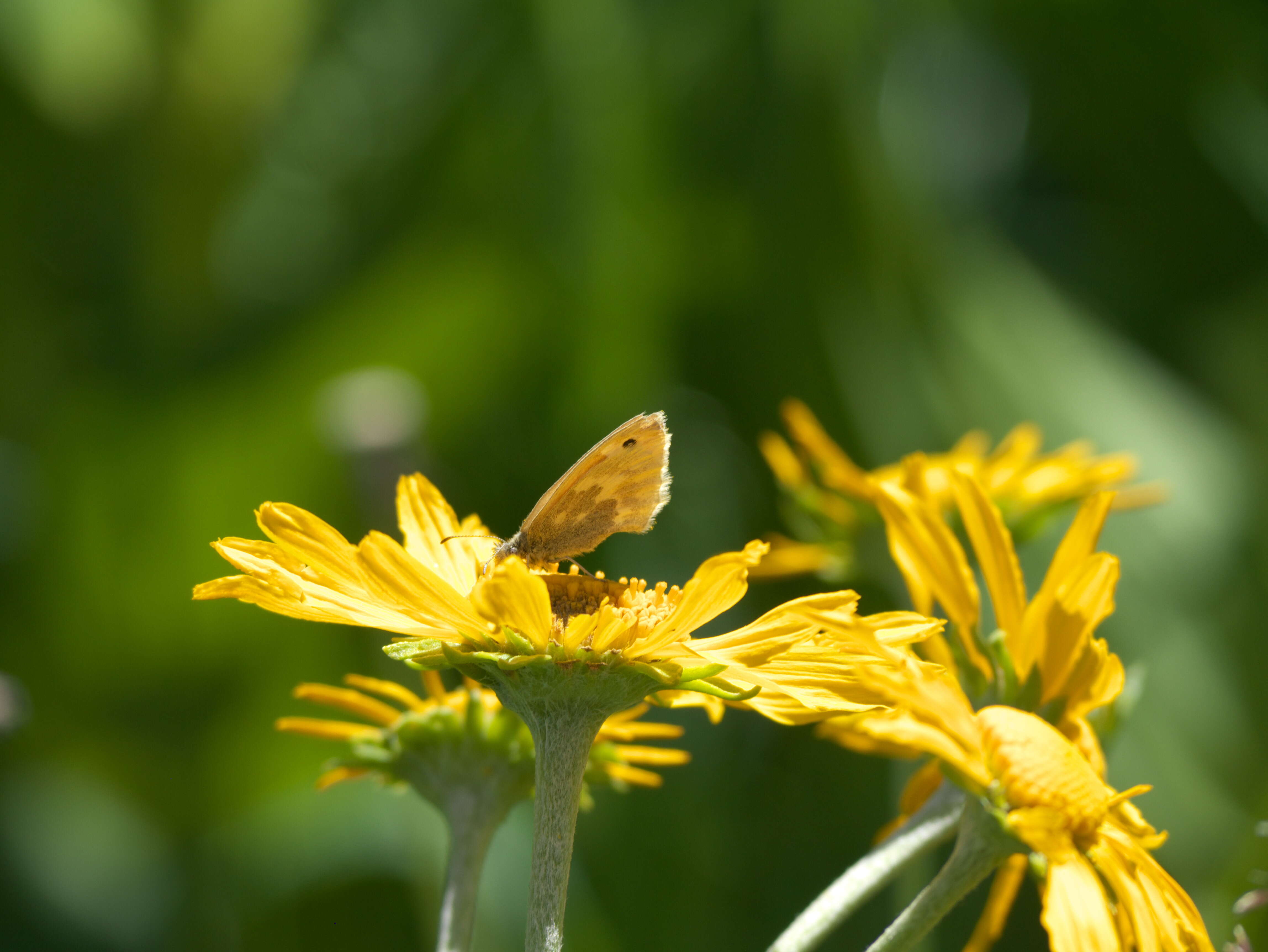 Image of Common Ringlet