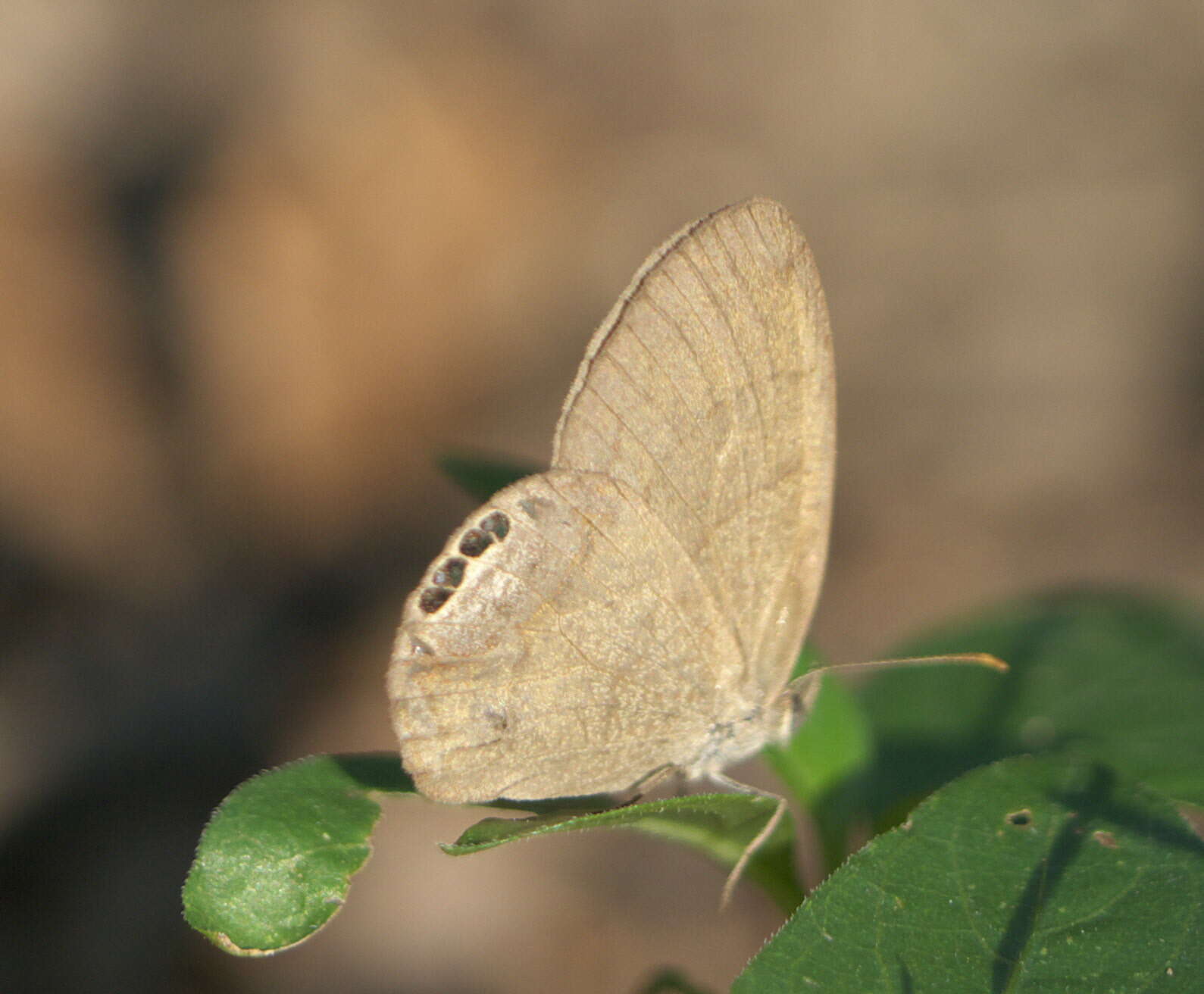 Image of Cyllopsis gemma