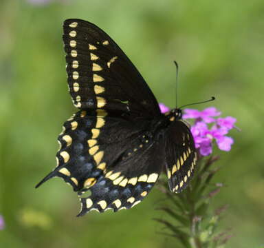 Image of Black Swallowtail