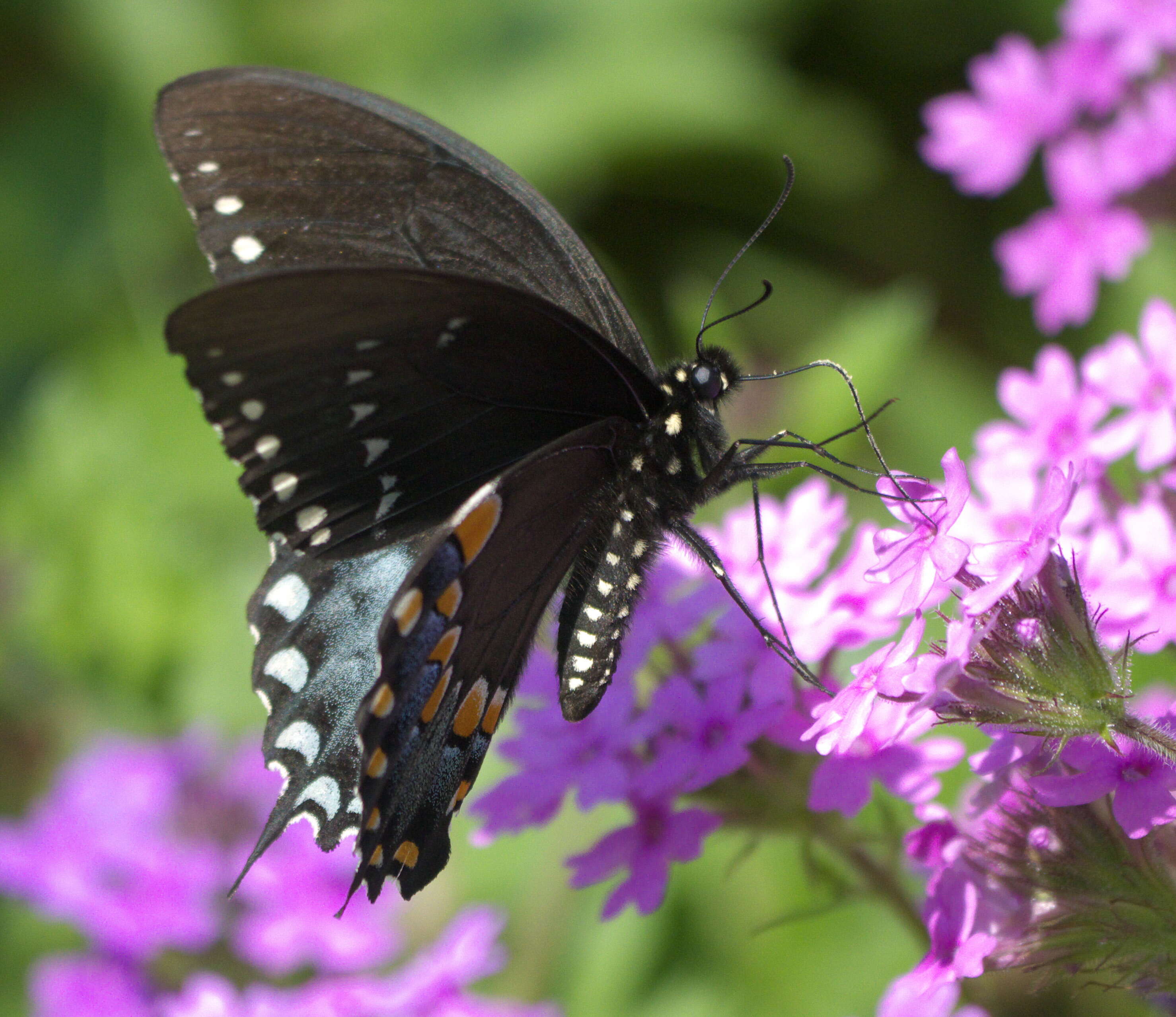 Papilio troilus Linnaeus 1758 resmi