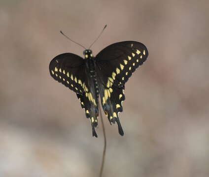 Image of Black Swallowtail