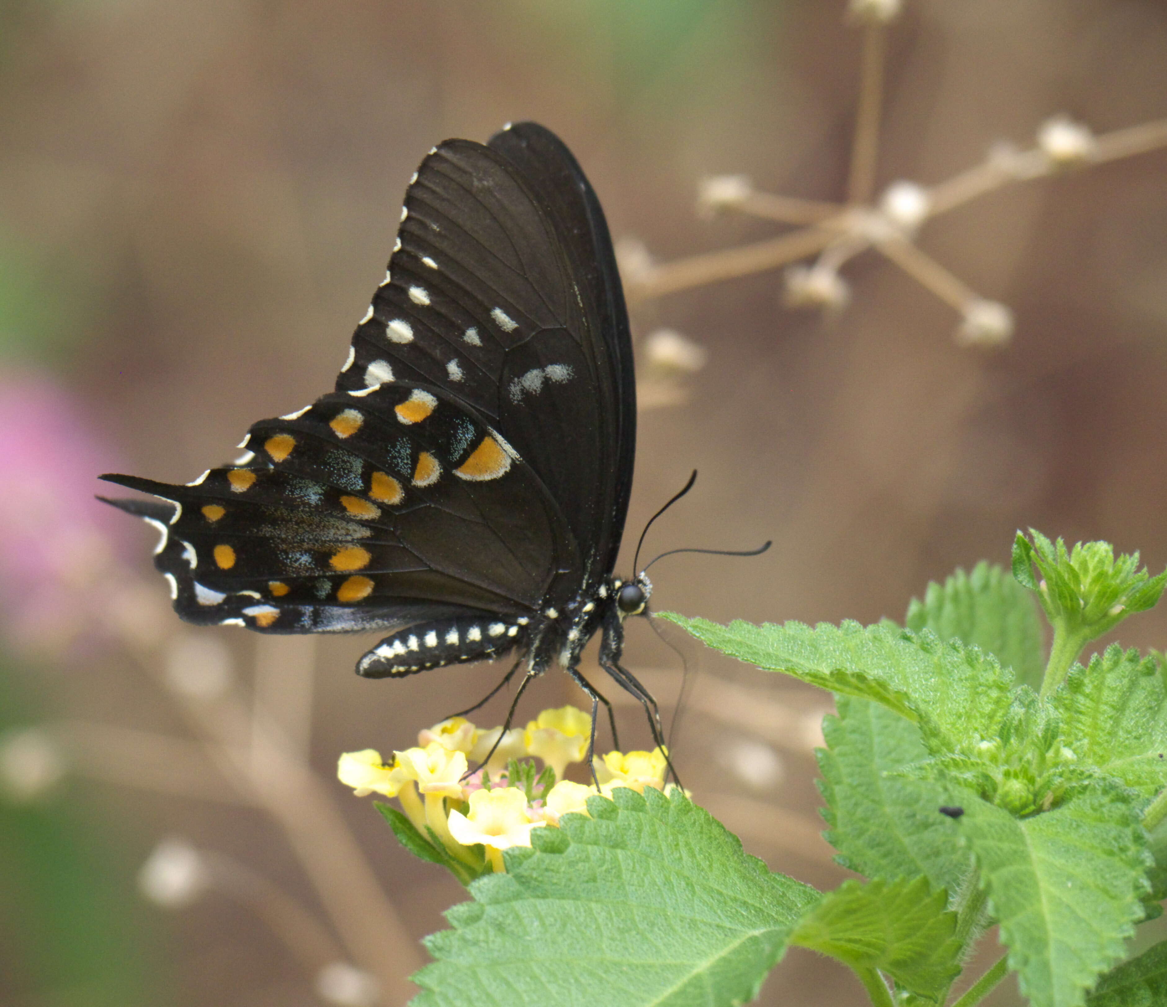 Papilio troilus Linnaeus 1758 resmi