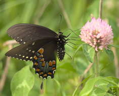 Papilio troilus Linnaeus 1758 resmi