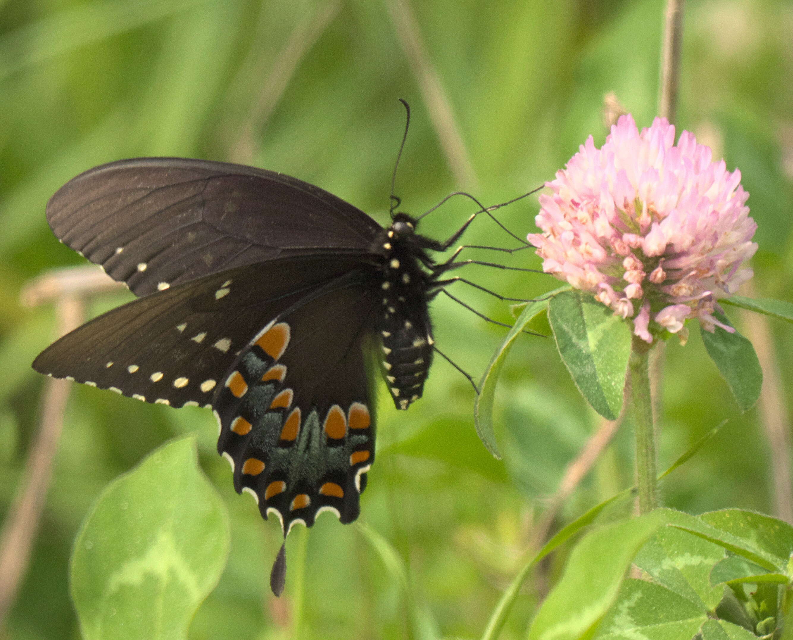 Papilio troilus Linnaeus 1758 resmi