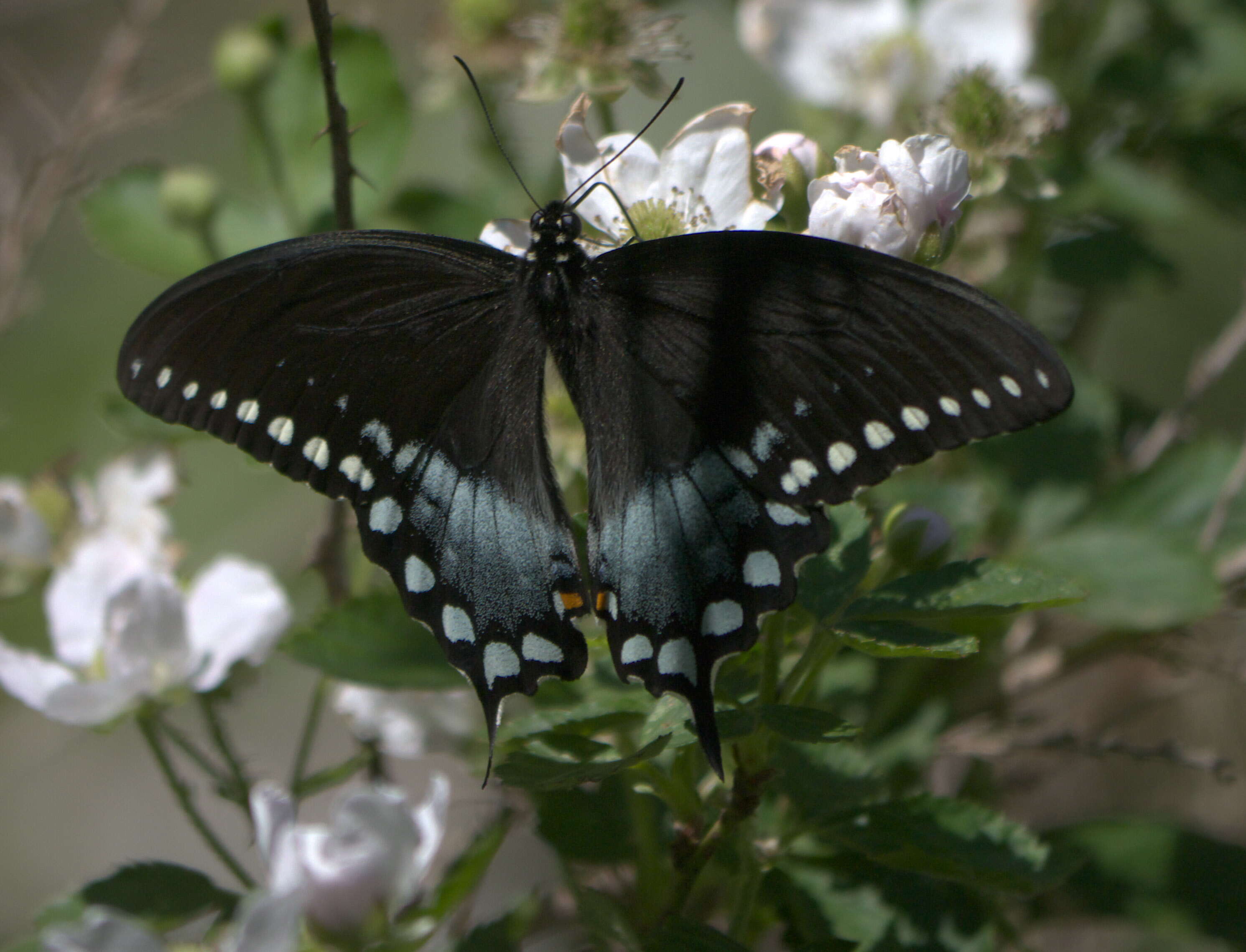 Papilio troilus Linnaeus 1758 resmi