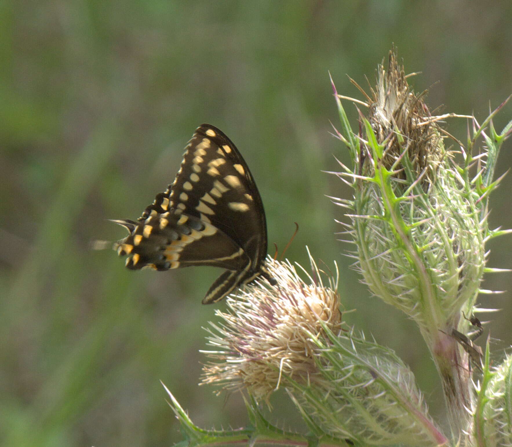 Image of Palamedes Swallowtail