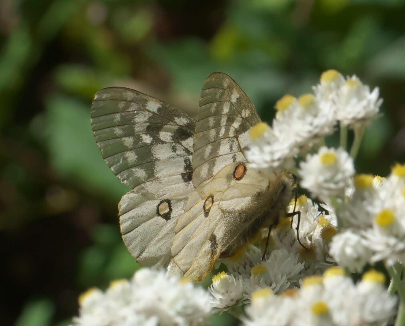 Plancia ëd Parnassius clodius Ménétriés 1855