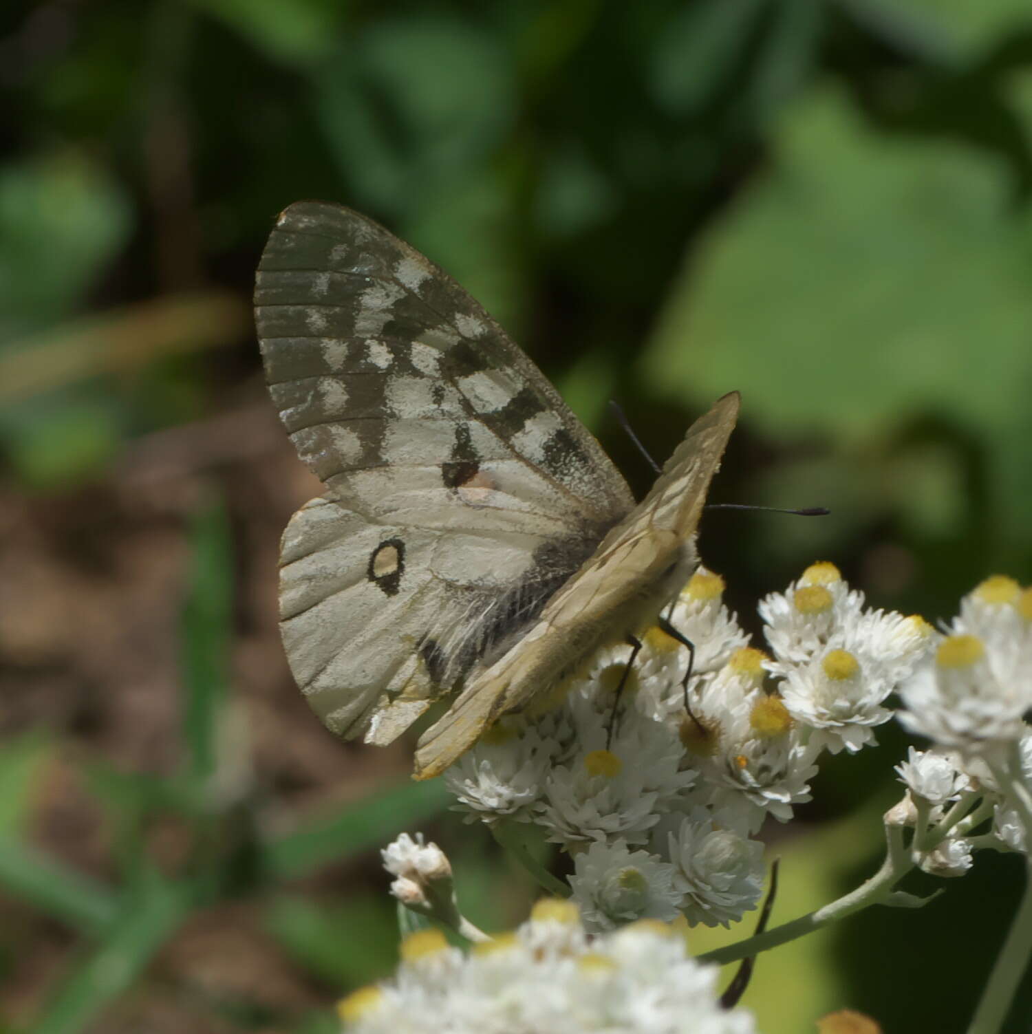 Plancia ëd Parnassius clodius Ménétriés 1855