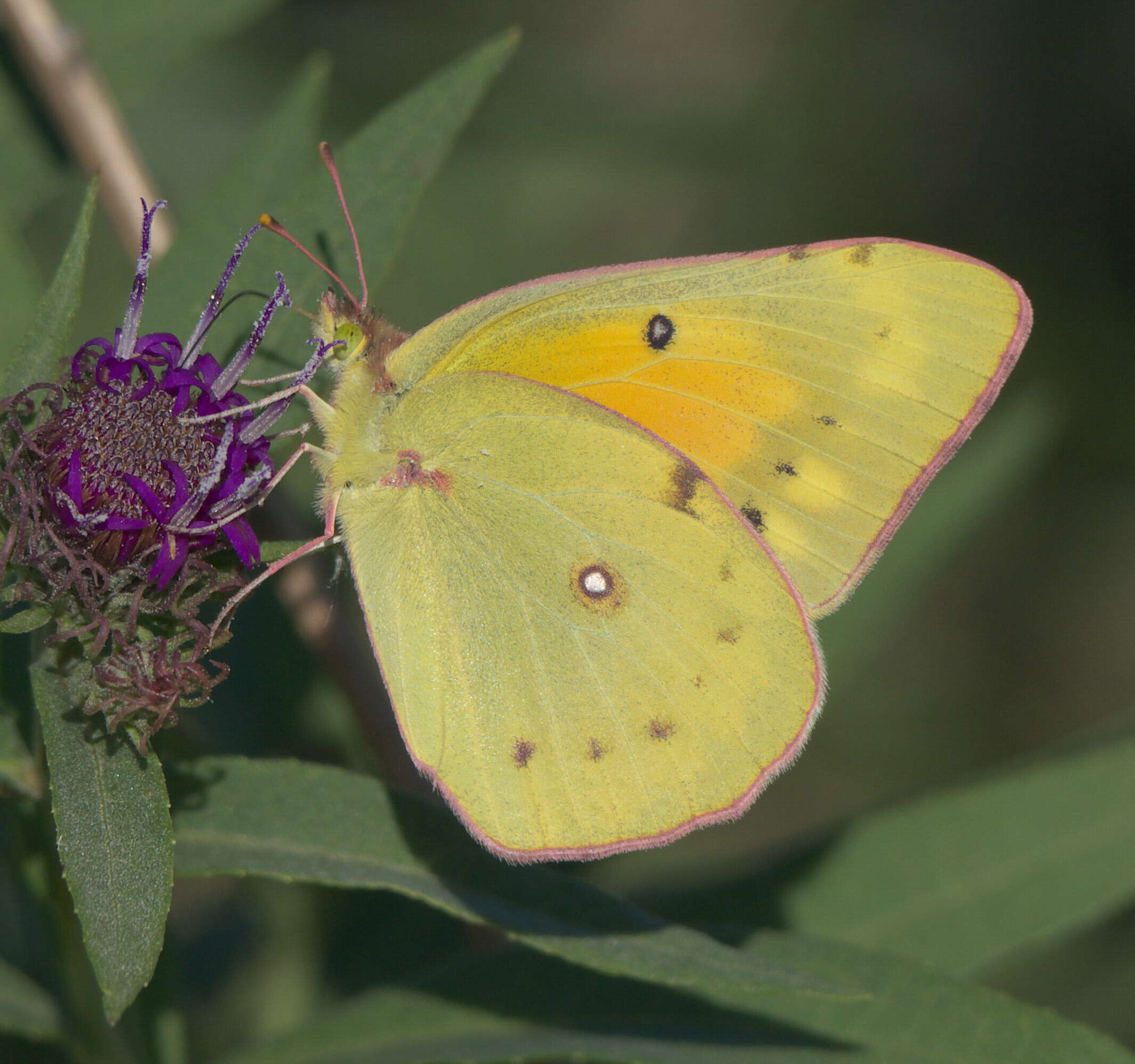 Image of Orange Sulphur