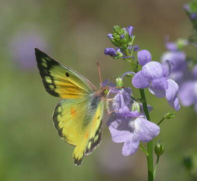 Image of Orange Sulphur