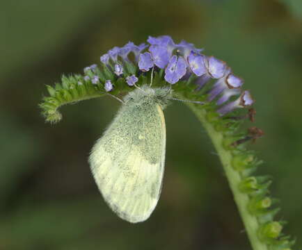 Image of Dainty Sulphur