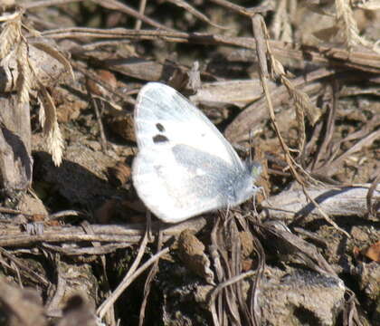 Image of Dainty Sulphur