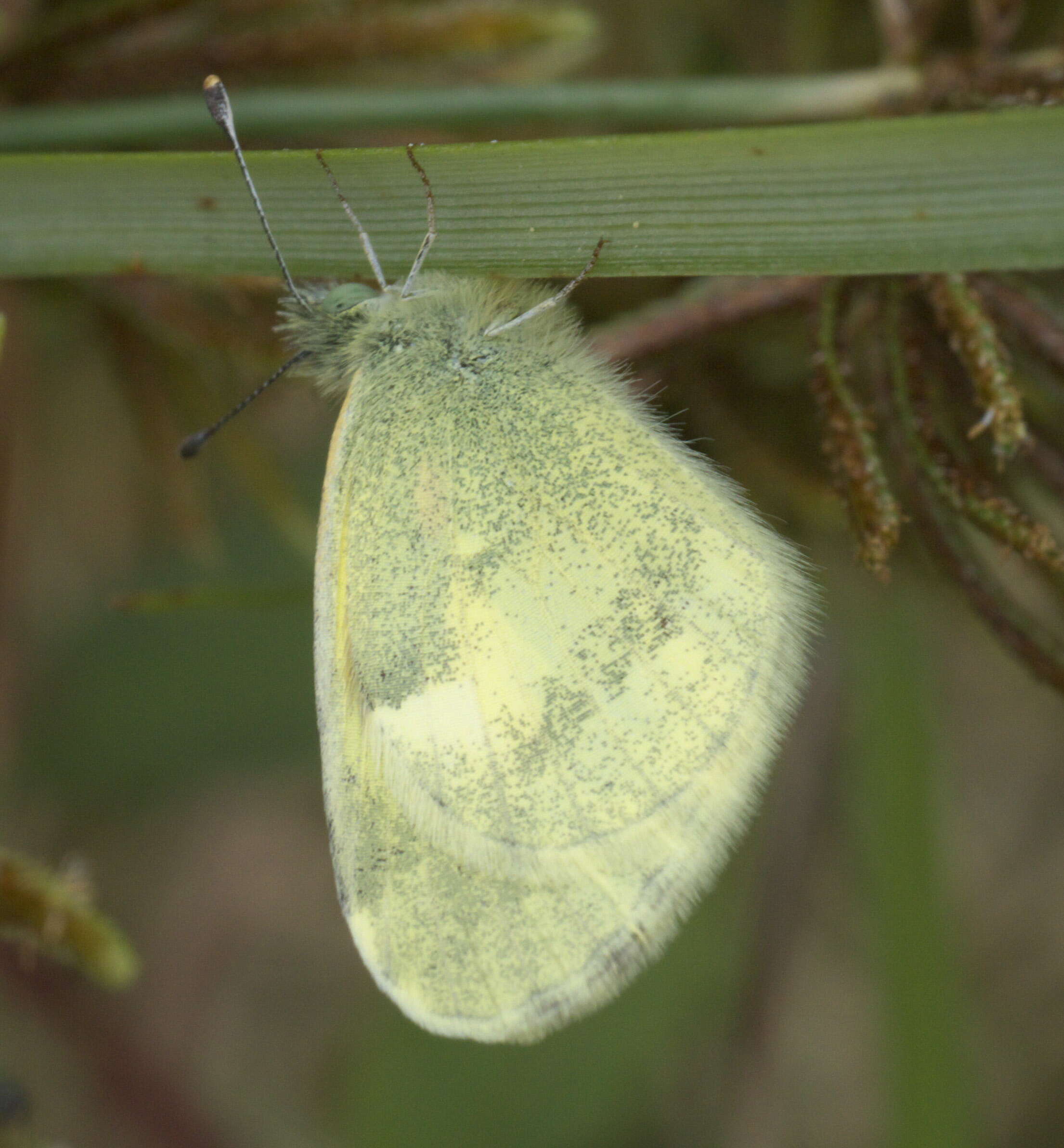 Image of Dainty Sulphur