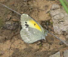 Image of Dainty Sulphur