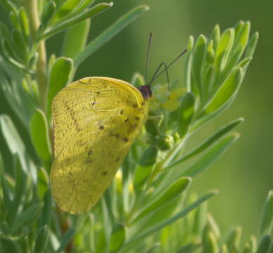 Image of Large Orange Sulphur