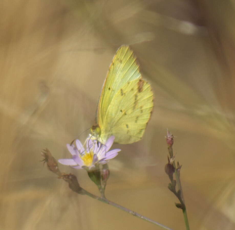 Image of Little Yellow