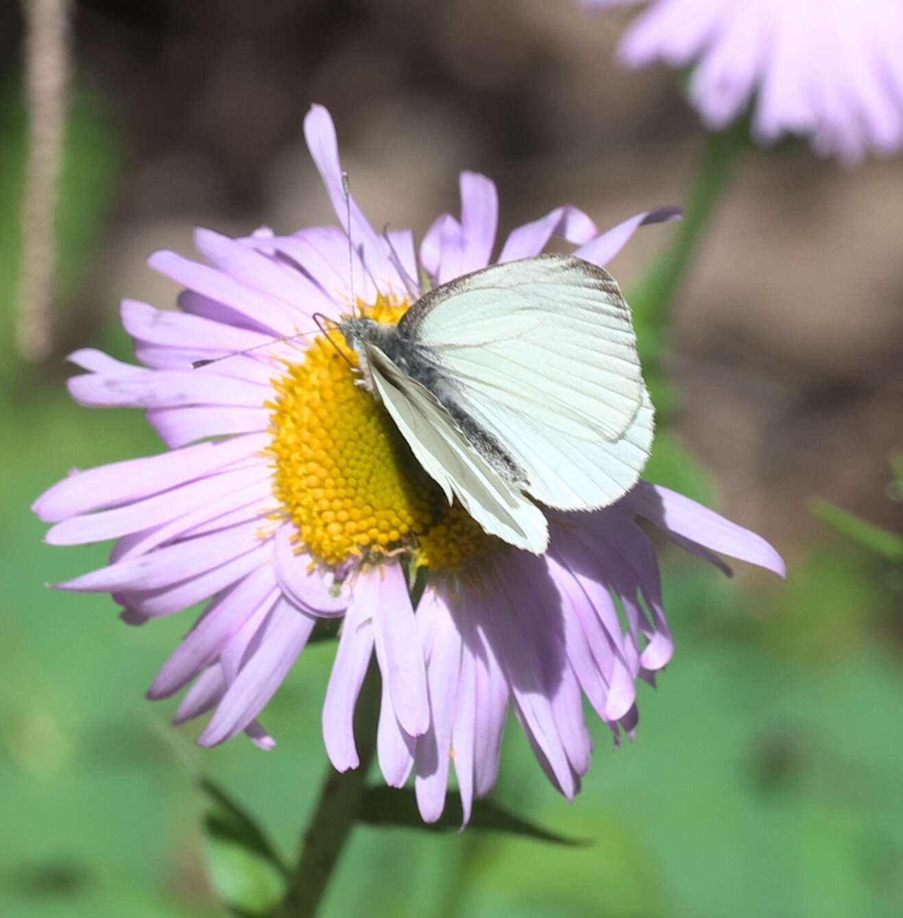 Image of Margined White