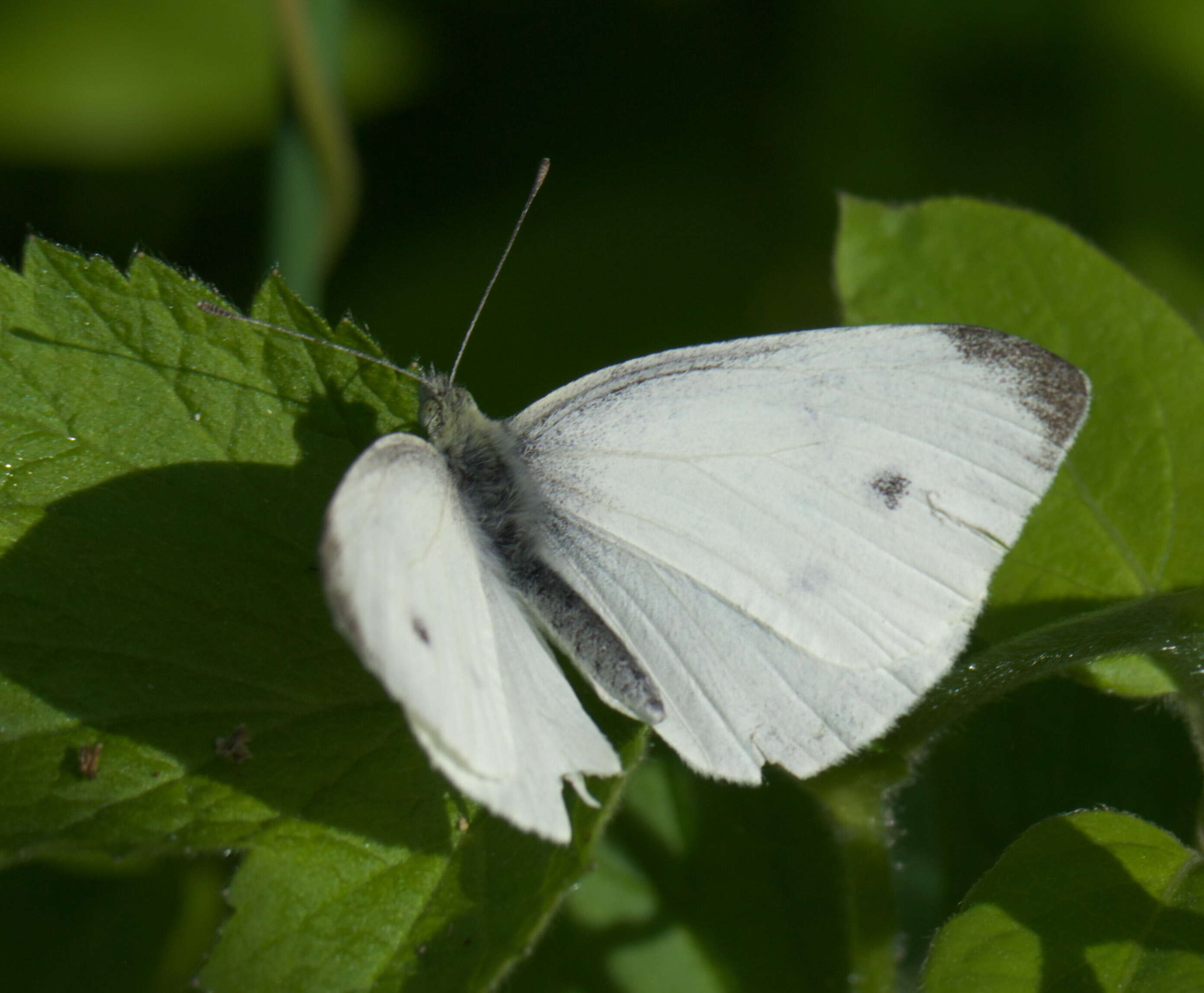 Image of small white