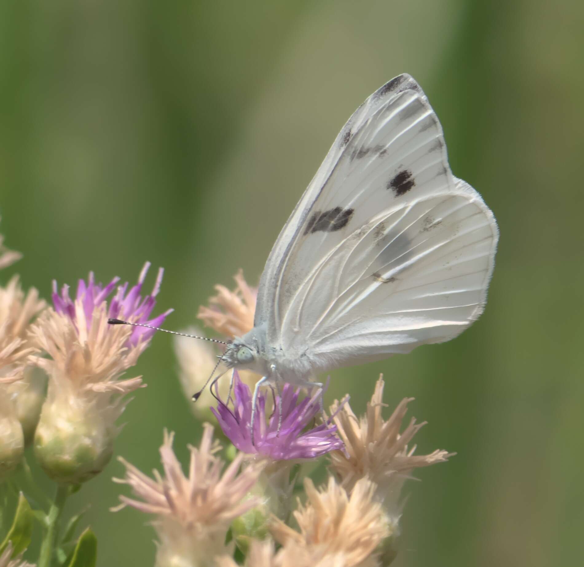 Image of Checkered White