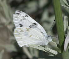 Image of Checkered White