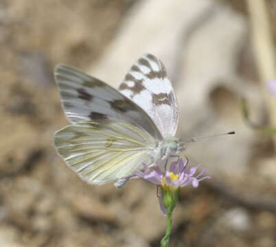 Image of Checkered White