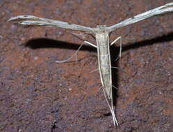 Image of Belfrage's Plume Moth