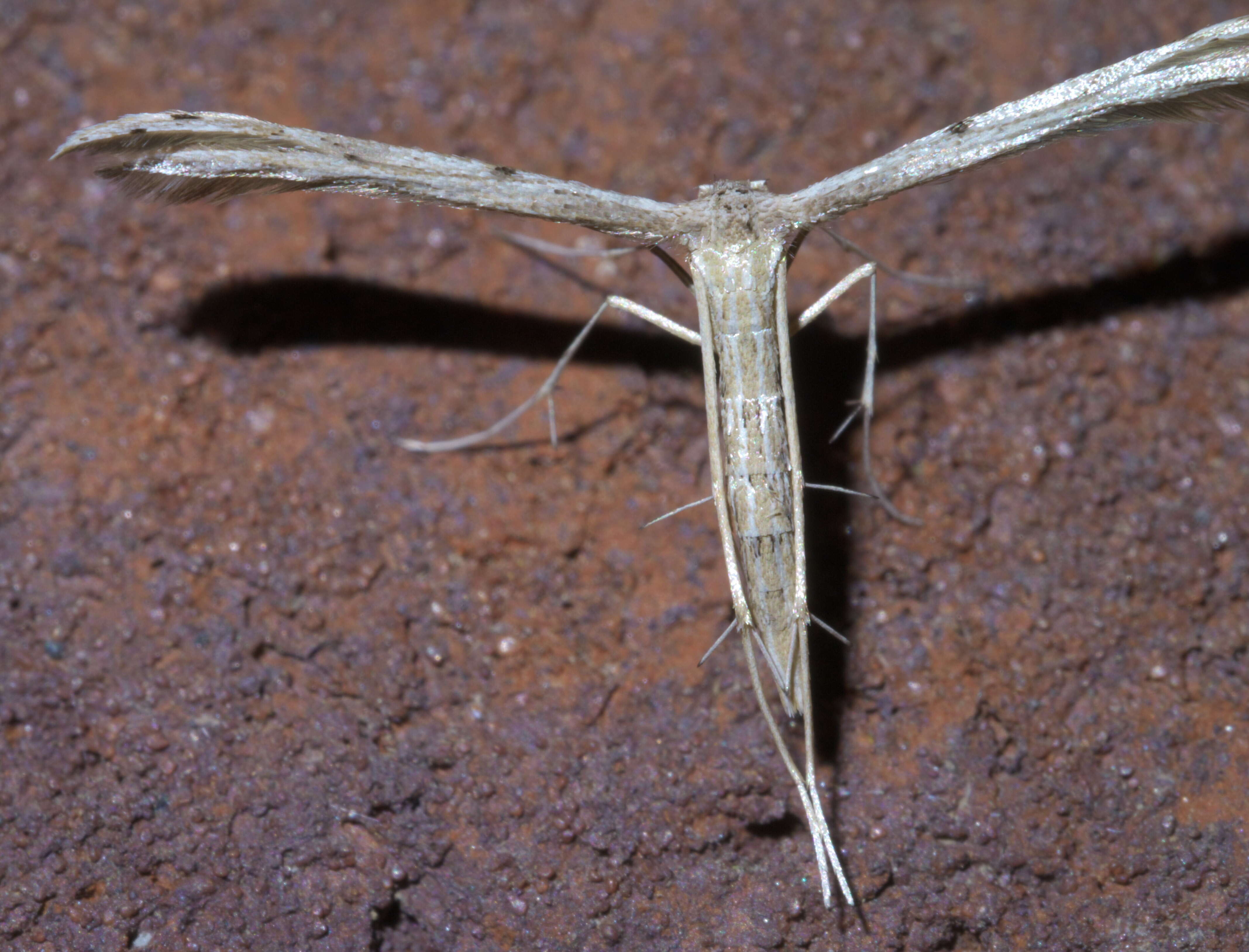 Image of Belfrage's Plume Moth