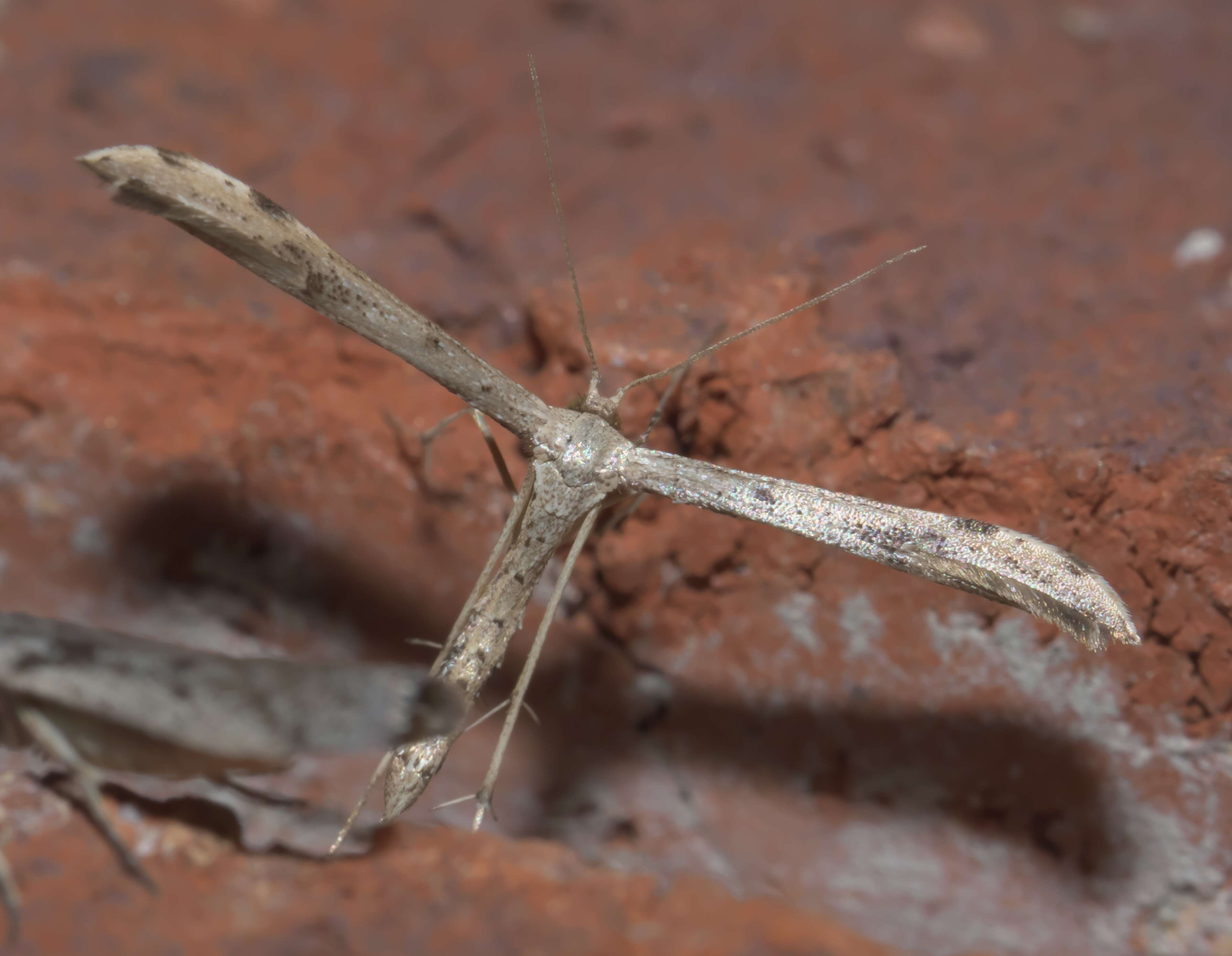 Image of Belfrage's Plume Moth