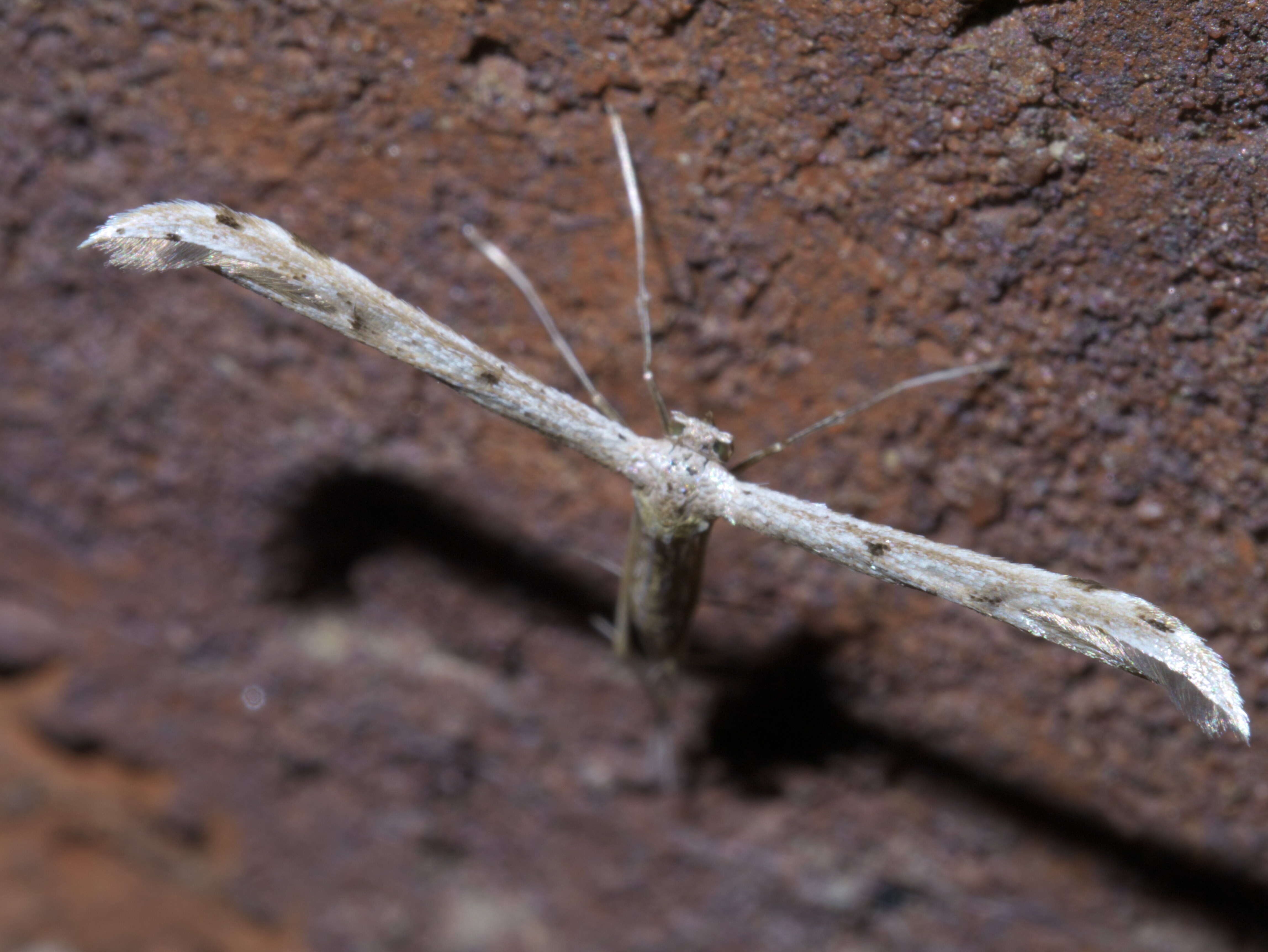 Image of Belfrage's Plume Moth