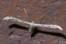 Image of Belfrage's Plume Moth