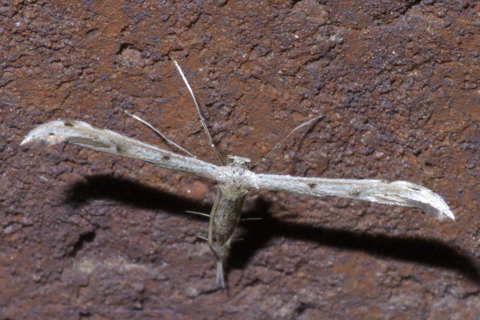 Image of Belfrage's Plume Moth