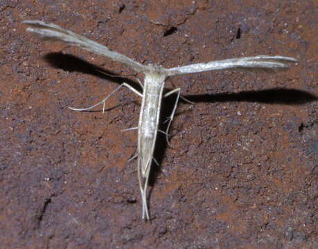 Image of Belfrage's Plume Moth