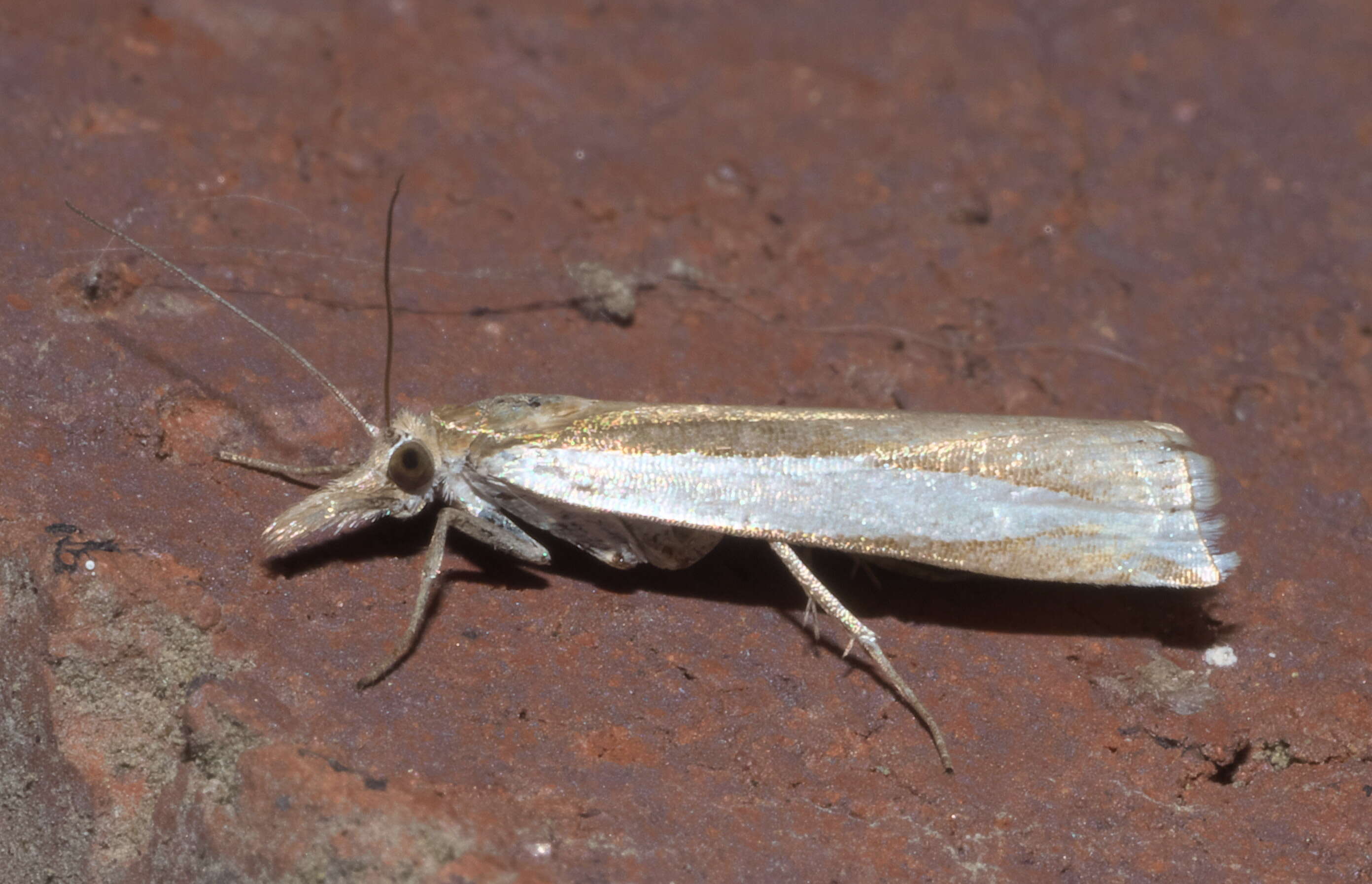 Image of Large-striped Grass-veneer Moth