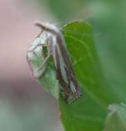 Image of Whitmer's Sod Webworm Moth