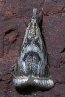 Image of Microcrambus