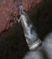 Image of Microcrambus