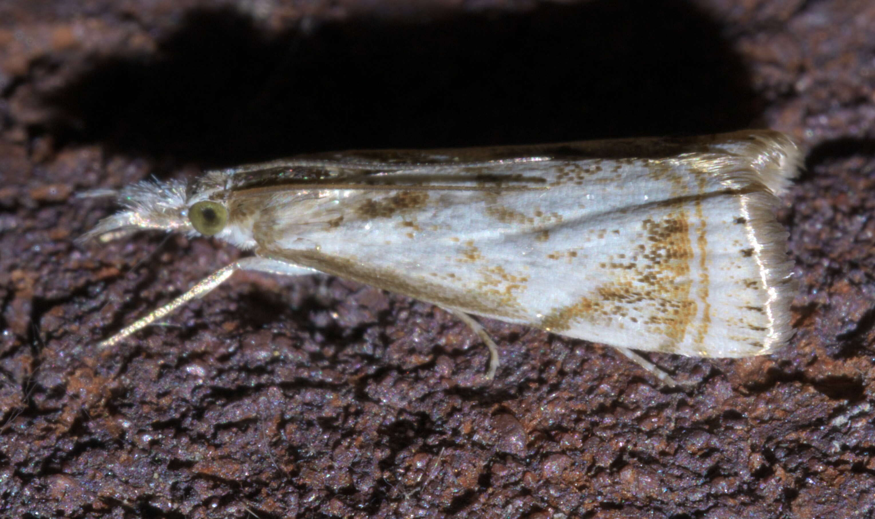 Image of Microcrambus