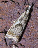 Image of Microcrambus