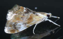 Image of Julia's Dicymolomia