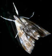 Image of Julia's Dicymolomia