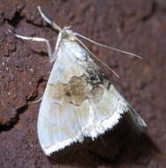 Слика од Lipocosma sicalis Walker 1859