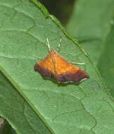 Image of Bicolored Pyrausta