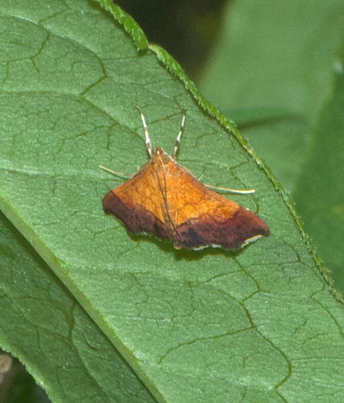 Image of Bicolored Pyrausta