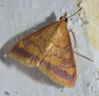 Image of Pyrausta onythesalis Walker 1859