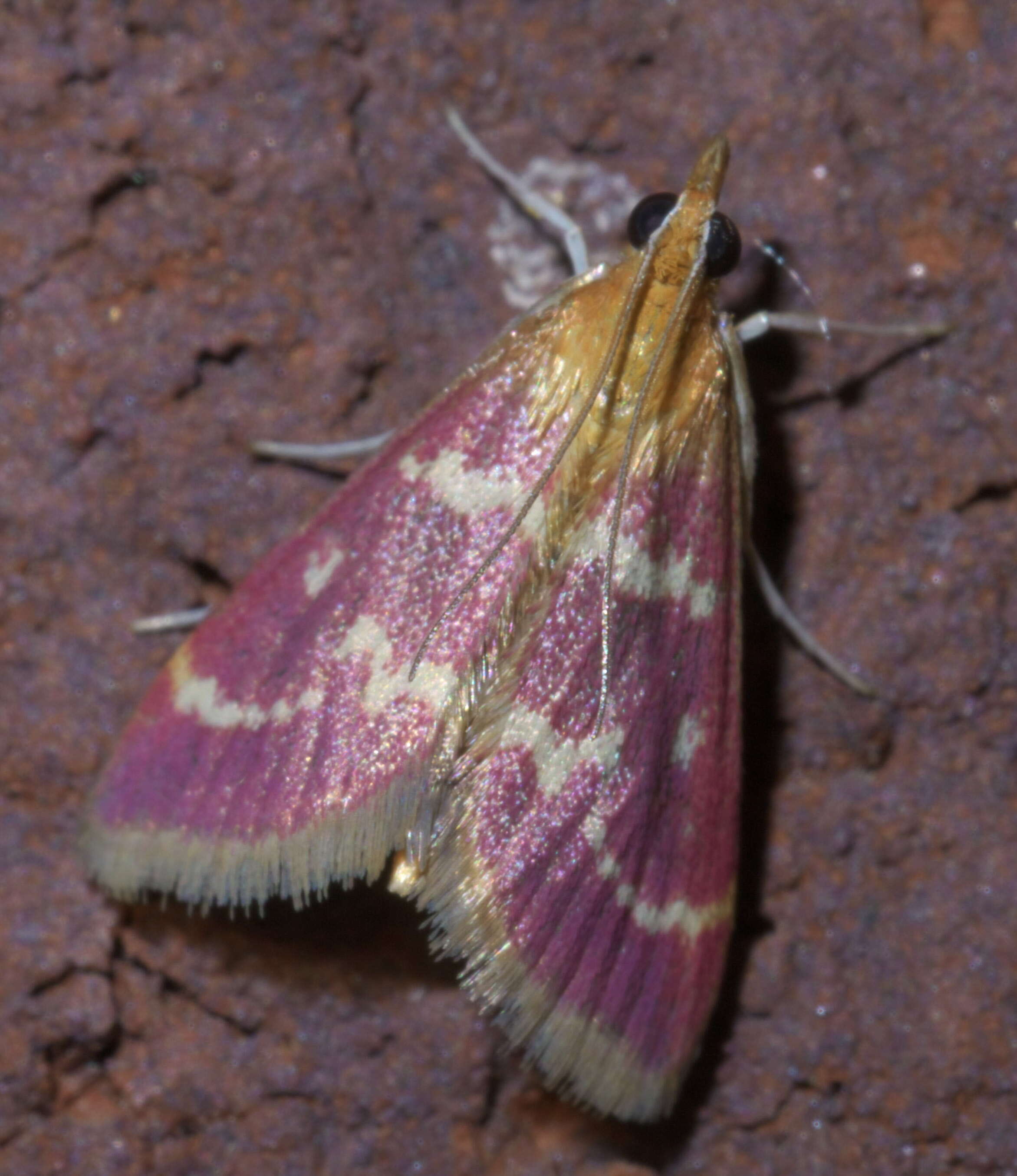 Image of Raspberry Pyrausta