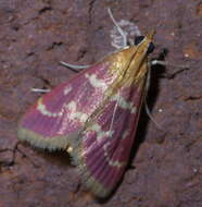 Image of Raspberry Pyrausta