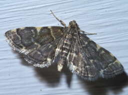 Image of Yellow-spotted Webworm Moth